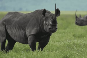 Arusha: 4-Day Camping Safari Top Northern Destinations