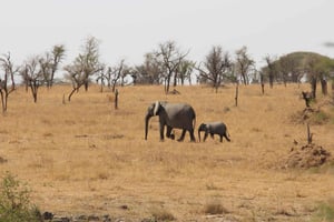 Arusha: tour safari di 4 giorni di fascia media con alloggio