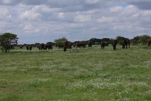 Arusha: 4-tägige Safari, Tarangire, Serengeti und Ngorongoro