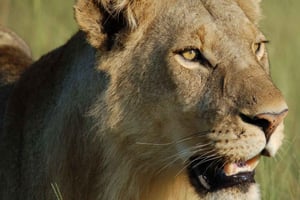 Аруша: 4-дневный тур в Серенгети с проживанием, сафари и питанием