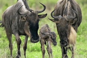Arusha: 5-dagars safari under den stora migrationen