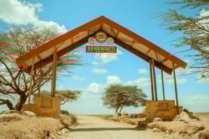 Arusha: 5-tägige Ndutu-Kalbsaison-Safari in der Serengeti