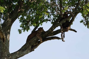 Arusha: 5-dagers safari til Tarangire, Lake Manyara og ...