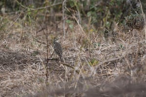 Arusha: 5-dages førsteklasses safari i den endeløse slette