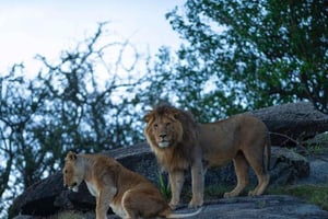 Arusha: 5 dagars safari till Lake Manyara, Serengeti, Ngorongoro