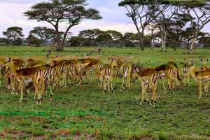 Arusza: 6-dniowe safari w Serengeti i kraterze Ngorongoro