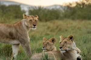 Arusha: 6 päivän Serengeti-safari ja vierailu maasai-kylässä