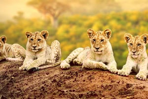 Arusha: 7-daagse safari naar Tarangire, Serengeti en Ngorongoro