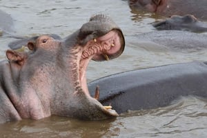 Arusha: 7-dages safari i Tarangire, Ngorongoro og Serengeti