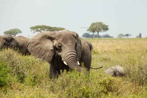 Arusha: 8-Day Safari to Tarangire, Serengeti and Ngorongoro