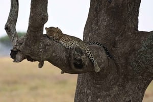 Arusha: 9-dages ultimativ safari-eventyr