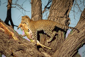 Tour durch Tarangire, Ngorongoro und die Ausläufer des Kilimandscharo