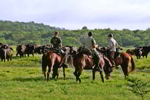 Arusha: Ridning på safari i Dolly Estate