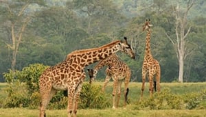 Arusha Hostel Lodge and Adventures