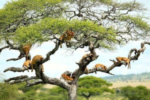 Arusha: Dagsutflykt till Lake Manyara National Park med lunch