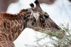 Arusha: Tagestour zum Lake-Manyara-Nationalpark mit Abholung