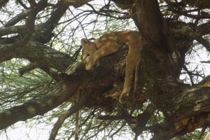 Arusha: Heldagssafari i Lake Manyara Nationalpark