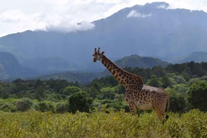 Safari di un giorno intero nel Parco Nazionale di Arusha