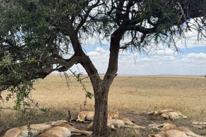 Arusha: dagtour naar de Ngorongoro Crater met lunch