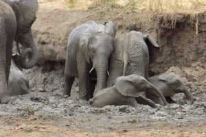 アルーシャ：タランギレ国立公園とンゴロンゴロ・クレーターツアー