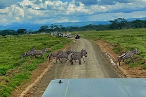 Arusha: Viagem de um dia ao Parque Nacional de Tarangire