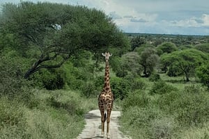 Arusha: Tarangire og Ngorongoro – eksklusiv tur uden folkemængder