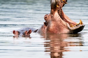 Arusha: Tarangire, Serengeti och krater 4-dagars lyxsafari