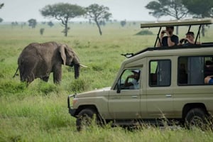 Arusha: Tarangire, Serengeti og Ngorongoro Park 6-dages safari