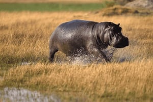 Best Day tour to Ngorongoro Crater-ISMANI TOURS AND SAFARIS