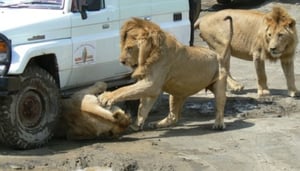 Bushbuck Safaris Ltd