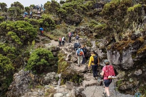 Bestigning av Kilimanjaro via Lemosho-ruten 8 dager