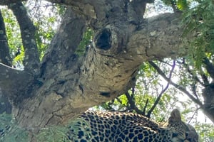 Dar es Salaam: Excursão de 2 dias ao Parque Mikumi em comboio de luxo