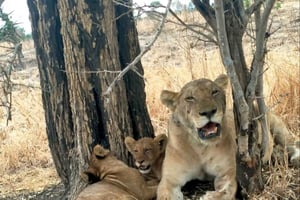 Dar es Salaam : 2 jours de chasse privée en bateau et à pied à Selous