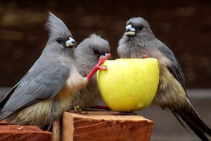 Дар-эс-Салам: 3-дневное сафари по национальным паркам Масаи и Микуми