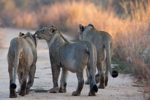 Dar es Salaam : safari de 3 jours dans le parc national de Mikumi avec repas