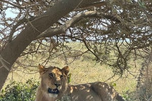 Dar es Salaam: 5 päivän Mikumi & Nyerere National Park Safari