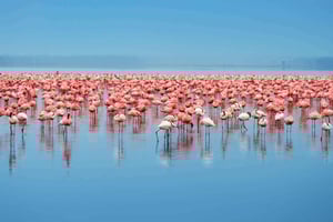 Dar es Salaam: 5 päivän Selousin ja Mikumin kansallispuistojen kiertomatka