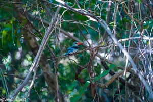 ДАР-ЭС-САЛАМ: СНОРКЛИНГ НА ОСТРОВЕ БОНГОЙО И ОТДЫХ НА ПЛЯЖЕ