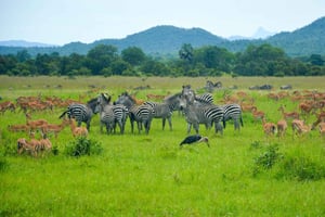 Dar es Salaam: 3-dagars safaritur i Mikumi National Park
