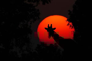 Dar es Salaam: Dagstur til Mikumi nasjonalpark med lunsj