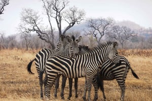 Dar es Salaam: Mikumi National Park Dagsutflykt med tågresa