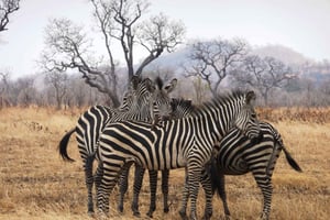Dar es Salaam: Mikumi National Park Tagestour mit Zugfahrt