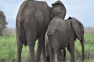 Dar es Salaam: Mikumi nationalpark – dagsutflykt med tåg