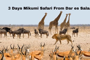 Dar es Salaam : visite du parc national de Mikumi et des chutes d'Uluguru