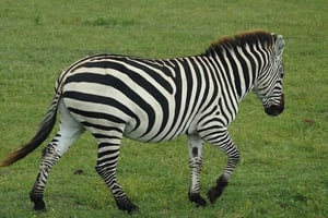 Dar es Salaam: Selous og Mikumi Nationalpark 6-dages tur