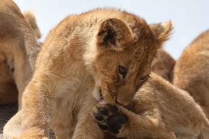 Tages-Safari zu den Wundern des Ngorongoro-Kraters