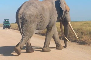 DAY TRIP AMBOSELI PARK FROM NAIROBI AND MASAI VILLAGE.