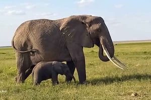 DAY TRIP AMBOSELI NATIONAL PARK FROM NAIROBI BUDGET SAFARI.