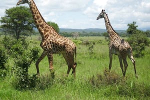 Excursión de un día desde Dar-es-Salaam al Parque Mikumi en tren de lujo