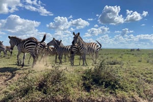 Excursion d'une journée dans le parc national de Tarangire